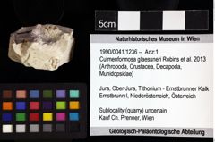 Foto (Objket + Etiketten) von Culmenformosa glaessneri (Robins et al., 2013) 